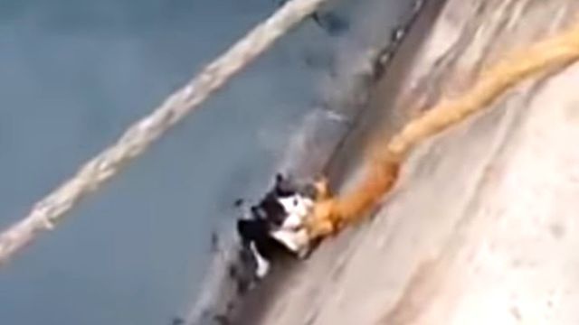 catsavedfromcanal3