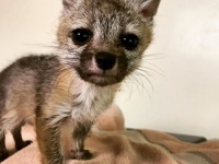 飼い犬を慕い、後をずっとついてきたキツネの赤ちゃんの物語（アメリカ）