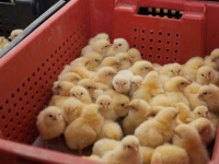 世界初、ドイツでオスのヒヨコの大量殺処分が禁止に。2022年より実施