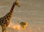 どうなる！　ライオンに狩られそうになったキリンの運命は！？