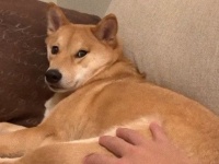 寝ているハルさんをそっとわしづかみ！柴犬ハルさんを脅かしてみた