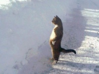 やはり猫の中には宇宙人が？という説を裏付ける証拠写真を集めてみた