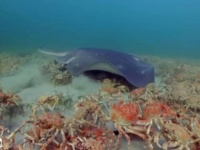お前は俺らが守ってやるから！カニに偽装したスパイカメラ、襲ってくるエイから本物のカニたちに守ってもらう