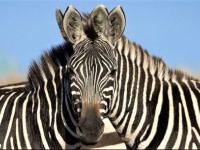 脳が混乱。合体しているようにしか見えない2頭のシマウマの写真の錯視みがすぎる