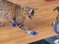 友猫の「コレうっとうしいにゃん！」という訴えに、犬「任せて！」と靴下を脱がせてあげる