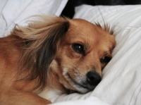 尊い涙。犬は飼い主と再会できた時にうれし涙を流すことが新たな研究で明らかに