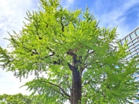 関東大震災からの復興へ...希望与えた「震災イチョウ」　猛火の中を生き延びた「奇跡の木」は今ここに在る