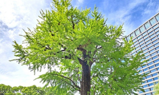関東大震災からの復興へ...希望与えた「震災イチョウ」　猛火の中を生き延びた「奇跡の木」は今ここに在る