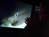 我々はもっと深海ザメの魅力を知るべきだ。謎に包まれた古代種「カグラザメ」にGPSを装着、その生態を探る