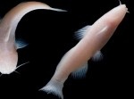 深く暗い鍾乳洞でみつかったのは「盲目ナマズ」！？　これまでの通説を覆した発見が話題に