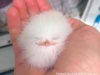 白いもふもふ毛玉？と思ったらヒナ。保護したところ驚くべき怪鳥に進化