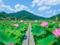 「まさに極楽浄土」「絵の中にいるみたい」　兵庫県で開催中の「蓮の花苑」が美しすぎて...2万人感嘆