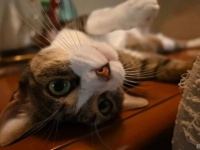 愛猫と過ごす癒しの時間「なでなでしてニャ」とこのまなざしで言われたら、もちろんいくらでも何度でも！