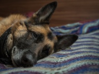 かわいがっていた配達先の飼い犬の死を知った郵便配達員男性、犬が残した最後の願いを叶える（アメリカ）