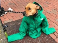 郵便局の前にいた犬はとても大きなジャケットを着ていた。それにはこんな暖かい事情があった（アメリカ）