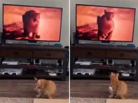 リラックス毛づくろいタイム中の猫。だが気が付いてしまった。背後に迫りくる存在を！ヤバイこいつにはかなわない！