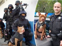 アメリカの警察、保護施設から引き取ったピットブルを訓練し、K9（警察犬）として活躍の場を与える取り組み