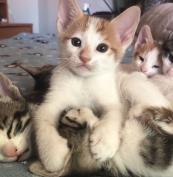 頭を抱き寄せ、小刻みにキス。子猫の愛情表現が何気にテクニシャン