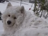 いつまでもこうしていたい…？雪に埋もれ完全同化しても家に入りたがらないサモエド犬