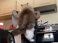 おんぶが大好きな猫、だがその猫、巨大につき...