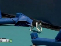「猫がコートを横切っています」マイアミオープンの試合中に乱入した猫、ほっこりを振りまいて退場する