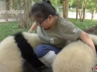 パンダの飼育員は最高の仕事！「パンダは家族！」と言い切るメイさんの一日に密着してみた