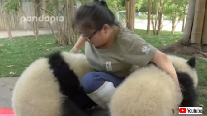 パンダの飼育員は最高の仕事！「パンダは家族！」と言い切るメイさんの一日に密着してみた