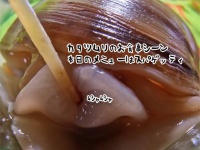 こういう風に食べるんだ！カタツムリのお食事シーン