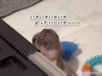 イヤよ～イヤイヤ。まだ寝たくないフレンチブルドッグが飼い主に鳴き声で交渉中（要音声）