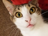 キプロス島の保護施設で飼い主を待ち続けていた子猫。3年後、イギリスから来た女性にロックオン。永遠の家をゲット。