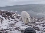 度胸ありすぎ！　シロクマを正面から追い払うロシアの写真家。