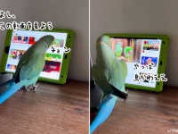 賢すぎ。クチバシでタブレットを操作し、見たい動画を選んで再生するインコ
