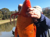 こんなんいました！重さ4キロの巨大金魚が発見される（アメリカ）