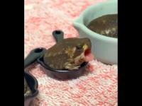 くわぁ...（しょへりさんの動画より、編集部でキャプチャ）