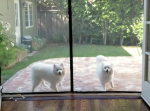 窓ガラスじゃないよ！家に入れないと思っている２匹の犬が可愛すぎる…！