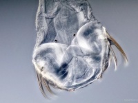 頭と体がちぐはぐな謎のカンブリア紀の古代生物。その分類学上の地位が判明（英研究）