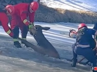 頑張れ、もう少しだ！凍った池に落ちた鹿、消防隊が力を合わせて救出に成功