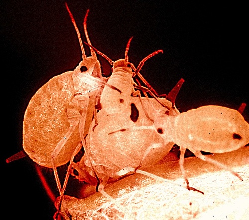 2010 07 25 Nice Lice Family