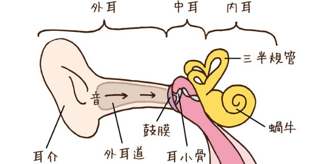 三半規管