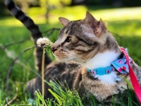 耳が2倍で幸せ4倍。4つの耳を持つ保護猫が一目ぼれされ永遠の家を手に入れる（アメリカ）