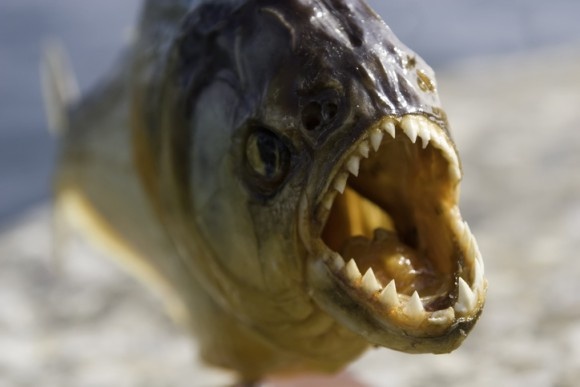 魚や水鳥が減っていると思ったら・・・イギリスの湖でピラニアの死骸が2匹発見される。
