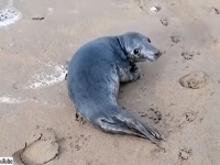 野生のアザラシが近づいてきた！仲間になりたそうにこちらを見ている！