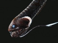 深海のベンタブラック、光を99.5%以上吸収してしまう暗黒ステルスを身につけた魚たち