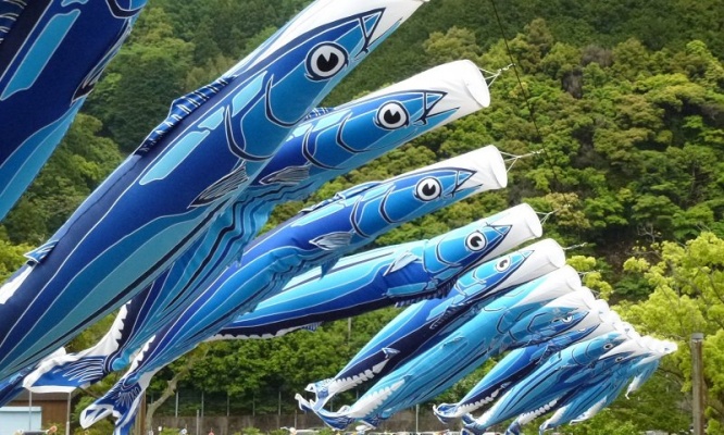 【さすが高知】鯉のぼりと一緒に「カツオ」も活躍　黒潮町で5年ぶりに空を舞う