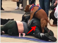 人間たち！喧嘩はやめて！仲裁に入った犬がまさかのマウンティングを始めてしまった件（イギリス）