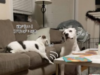 頭が高い！犬に前脚で指示し「伏せ」をさせる猫