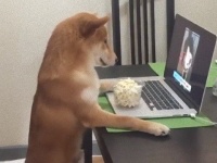 ネトフリ大好き柴犬?ポップコーンを食べながら人間さながら椅子に座って映画鑑賞