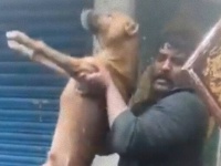 サイクロンがインドを直撃！洪水の被害を受けたチェンナイで、2匹の犬が水の中から救出された