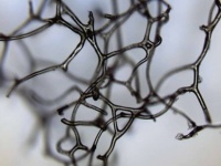 これまでで最も古い動物の痕跡か？8億9000万年前の海綿構造の化石