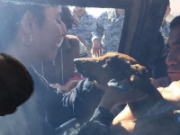 犬失踪ミステリー。飛行機内から消えた犬に何が起きたのか？6日間砂漠の中で生き延び奇跡の生還（チリ）